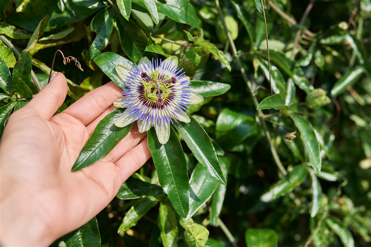 optimisation de la floraison